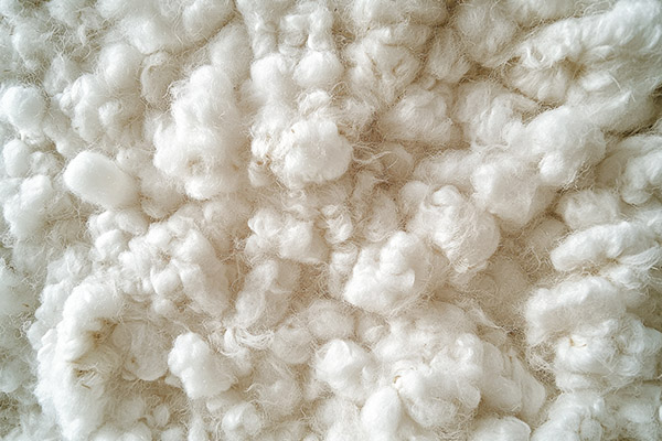 Soft white cotton fibres