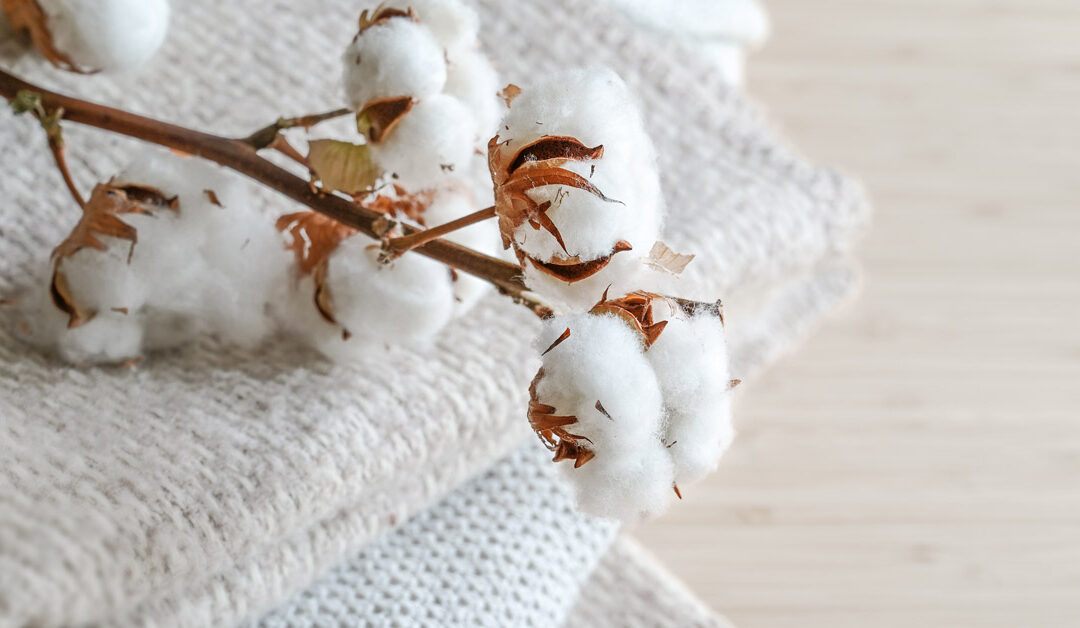 Natural cotton buds resting on a white towel.